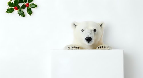 Polar bear peeking over white cube with holly and berries decoration on white background, isolated for holiday greeting cards and seasonal marketing campaigns.