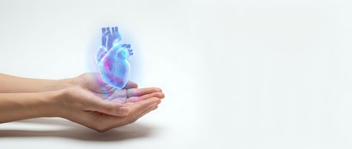 Human hands cupping glowing anatomical heart with medical hologram effect on white background for healthcare and cardiology concepts.
