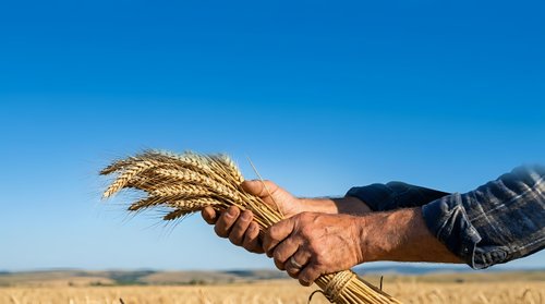 Farmer holding golden wheat ears in hand against clear blue sky and harvested field landscape.