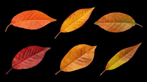 Autumn leaves in various shades of orange, red, yellow, and brown isolated on transparent background. Ready for clipart, t-shirt design, stickers, sublimation, print-on-demand products and digital crafts.