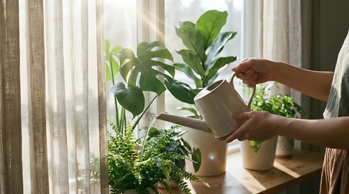 Woman watering indoor plants with metal watering can by sunny window. Home gardening, plant care and urban jungle lifestyle concept for wellness.