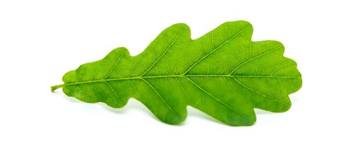 Fresh green oak leaf with detailed veins isolated on white background for nature design projects and botanical illustrations.