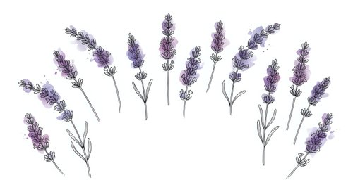 Purple lavender flowers with stems and leaves arranged in decorative pattern on white background isolated for design projects and aromatherapy concepts.
