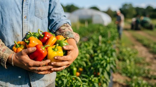 Farmer holding fresh colorful bell peppers in hands at harvest time in vegetable garden field. Agricultural produce and farming concept.