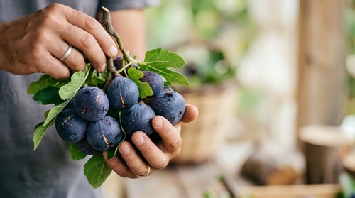 Farmer holding fresh ripe blueberries with green leaves in hand outdoors. Harvest time agriculture concept for farming, food production, organic produce, and gardening projects.