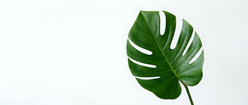 Tropical green monstera leaf with natural holes and splits on white background, suitable for botanical design, home decor, and wellness branding projects.