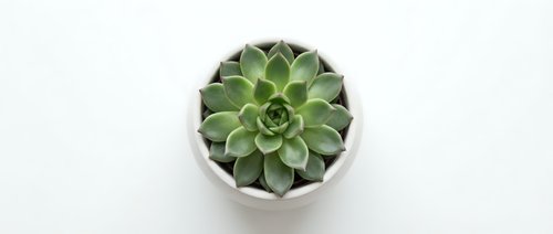 Small green succulent plant in white ceramic pot on clean background for home decor and gardening projects.