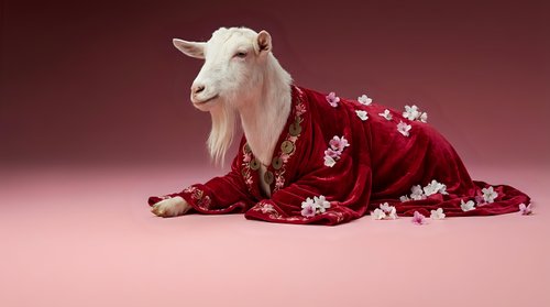 White goat wearing red floral kimono robe sitting gracefully on pink background. Humorous animal portrait concept for creative projects and advertising.