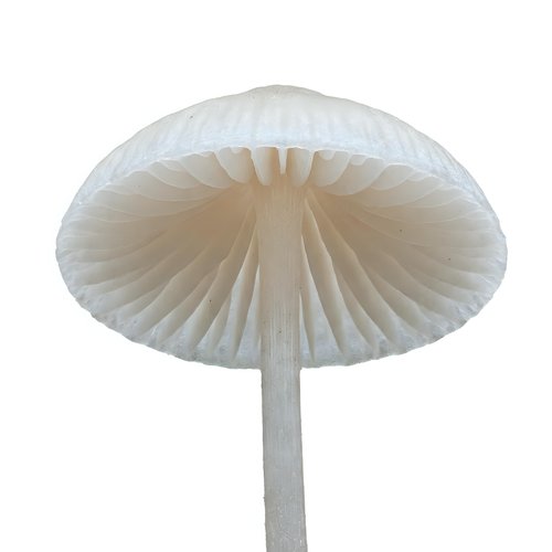 Delicate mushroom with translucent white umbrella-shaped cap and pale stem isolated on white background, suitable for botanical and nature design projects.
