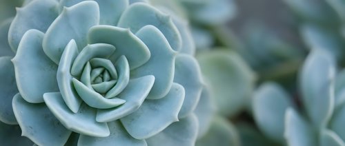 Soft blue-green succulent plant with layered petals in spiral formation, natural botanical texture for gardening and home decor projects.
