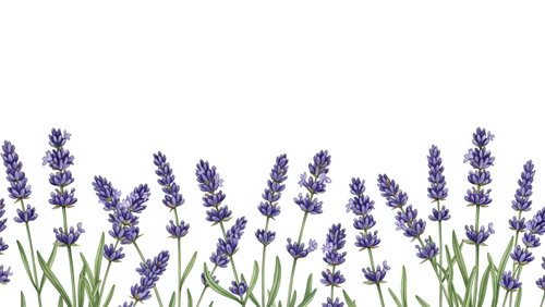 Purple lavender flowers with green stems arranged in row on white background for aromatherapy spa wellness design projects.