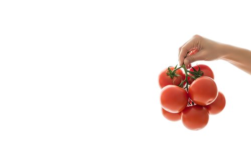 Fresh red tomatoes on vine held by hand isolated on white background for healthy cooking and organic food concepts.