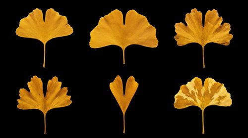 Ginkgo biloba golden yellow autumn leaves isolated on transparent background, ready for t-shirt design, clipart, stickers, sublimation and print-on-demand projects.