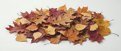 Pile of colorful autumn maple leaves in red, orange, yellow and brown tones isolated on white background for seasonal design projects and fall decorations.