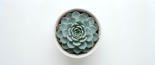 Small green succulent plant in white ceramic pot viewed from above on clean white background for home decor and gardening projects.