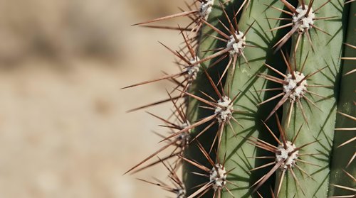 Close-up of green cactus with sharp brown spines in desert environment. Natural succulent plant texture for botanical and nature designs.