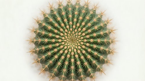 Round barrel cactus with golden spines viewed from above showing perfect geometric spiral pattern. Desert plant succulent for home decor and botanical design.