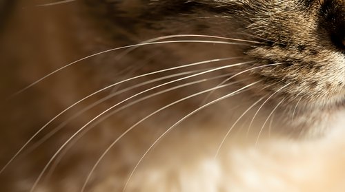 Close-up of cat whiskers and fur in warm sepia tones, showcasing feline facial features and texture for pet care and animal photography projects.
