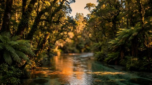 Serene river flowing through lush forest with golden sunlight filtering through dense canopy, creating peaceful natural landscape for travel and nature content.