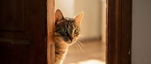 Curious tabby cat peeking around wooden door frame in warm sunlight, domestic pet exploring home interior with golden hour lighting.