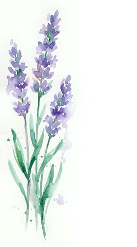 Watercolor lavender flowers with green stems and leaves on white background, botanical illustration for wedding invitations and home decor projects.