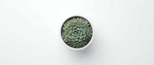 Small green succulent plant in white ceramic pot viewed from above on clean white background for home decor and gardening projects.