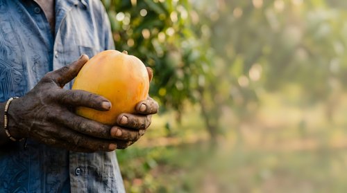 Farmer holding fresh orange fruit in hands at harvest time in orchard garden outdoors.