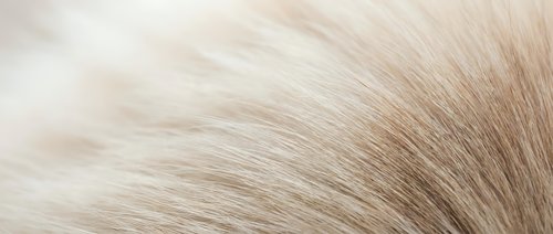 Soft, fluffy white and beige fur texture with gentle waves and natural light, suitable for backgrounds, animal-related designs, and luxury product presentations.