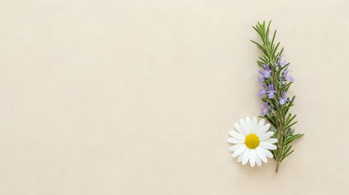 Rosemary sprig with chamomile and lavender flowers on beige textured background, flat lay with copy space for natural wellness design.