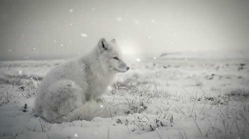 Arctic fox sitting in snowy winter landscape during snowfall. Wild animal in natural habitat with white fur coat blending into frozen tundra environment.