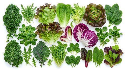 Fresh organic leafy greens and herbs collection including kale, lettuce, spinach, arugula and parsley isolated on white background for healthy cooking.