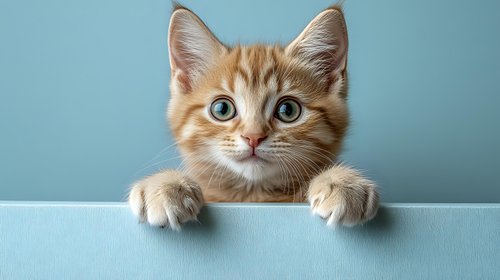 Curious ginger kitten with bright blue eyes peeking over white ledge against turquoise background, paws visible gripping edge, showing playful expression.