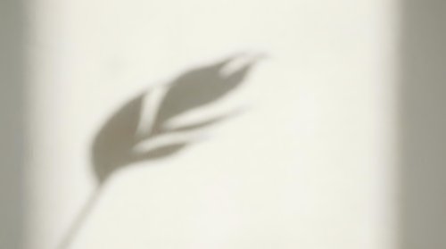 Soft shadow of a tropical leaf cast on a beige wall, creating a minimal, natural aesthetic for modern interior design.