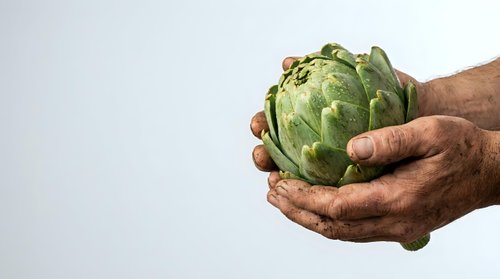 Farmer hands holding fresh green artichoke isolated on white background, suitable for organic produce, agriculture, and food packaging design projects.