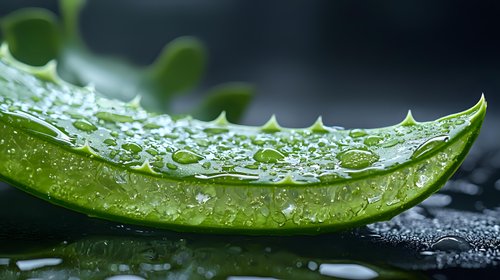 Fresh aloe vera leaf with pure water drops on dark background, extreme macro photography showing natural moisturizing properties in skincare and cosmetics.