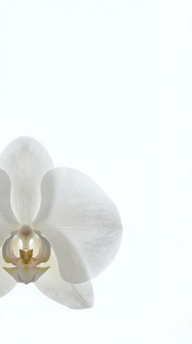 White orchid flower with delicate petals and golden center on clean background, suitable for spa, wellness, and botanical design projects.