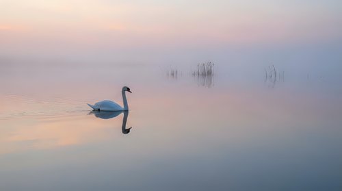 Solitary swan gliding across misty lake at dawn with soft pink and blue reflections creating serene minimalist composition for wellness and nature themes.