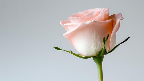 Single delicate pink rose blossom with soft petals and green stem against neutral gray background, minimalist floral composition with gentle side lighting.