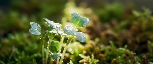 Dewdrops glistening on fresh green seedlings in morning light, symbolizing growth, renewal, and natural hydration for gardening and environmental concepts.