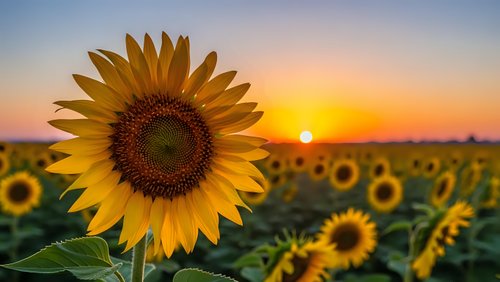 Bright sunflower blooms in golden field during warm sunset with orange sky. Agricultural landscape showcasing summer harvest season and natural farming beauty.
