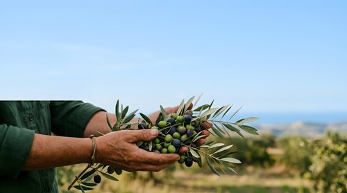 Farmer's hands holding fresh olives with olive tree branches in Mediterranean orchard during harvest season, suitable for agriculture and food industry marketing.
