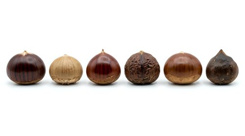 Isolated chestnuts in various brown shades arranged in a row on white background, ready for design projects, packaging, and educational materials.