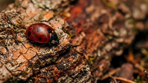 Red ladybug beetle crawling on rough tree bark surface with natural texture and warm lighting for nature photography and insect macro studies.