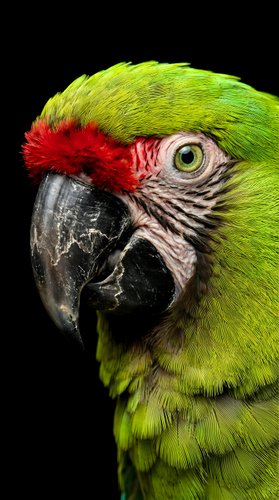 Close-up portrait of green macaw parrot with red feathers and curved black beak against dark background for wildlife and nature photography projects.