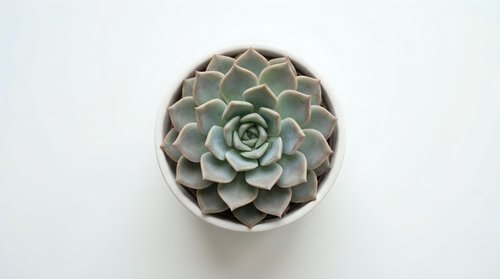 Green succulent plant in white pot viewed from above on clean white background isolated for design projects and home decor concepts.