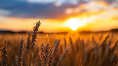 Golden wheat field at sunset with dramatic sky and warm sunlight creating peaceful agricultural landscape for farming and harvest concepts.