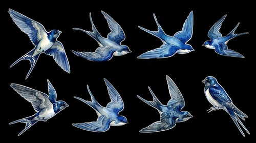 Swallows in flight, blue watercolor birds isolated on transparent background, ready for t-shirt designs, clipart, stickers, sublimation and print-on-demand projects.