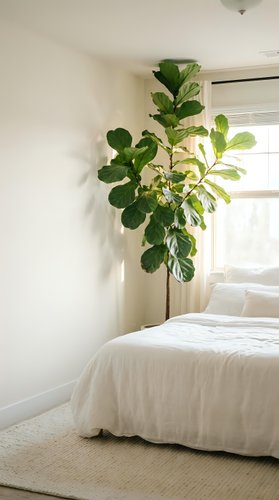 Minimalist bedroom interior with large fiddle leaf fig plant in corner, white bedding, natural light from window creating serene atmosphere for home decor.