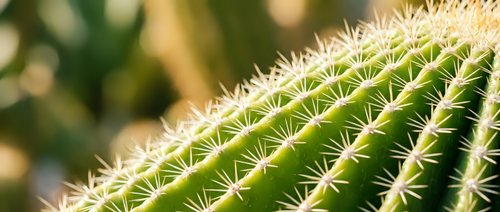 Close-up of green barrel cactus with sharp white spines in natural sunlight, showcasing desert plant texture and geometric patterns for botanical design.