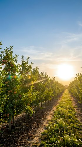 Orchard rows of fruit trees at sunrise with golden sunlight illuminating the agricultural landscape, suitable for farming, agriculture, and harvest-related projects.